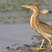 Green Heron